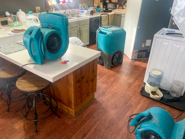 Best Mold removal after water damage  in Gatlinburg, TN